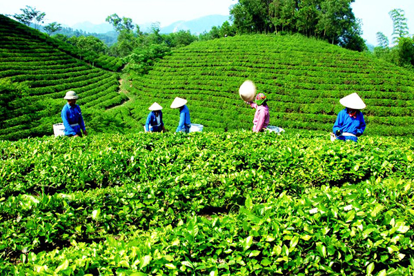 Vùng Trà Việt Nam